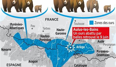 Le nombre d'ours dans les Pyrénées est en hausse - Sciences et Avenir