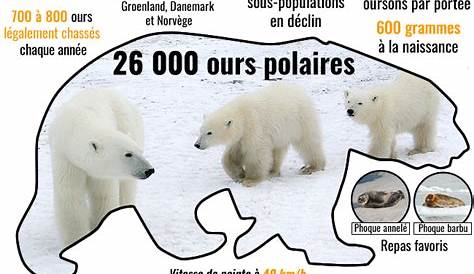 Les ours polaires ont proliféré depuis 1960 passant de 5 000 à plus de