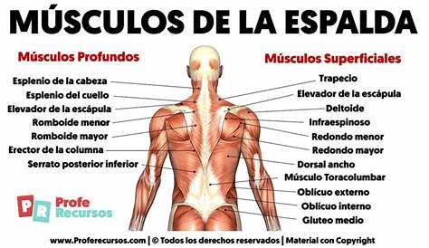 Guía Científica Para Entrenar La Espalda (Para Hombres Y Mujeres)