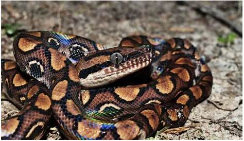 Nova espécie de cobra, encontrada na Índia, é batizada com o nome de um