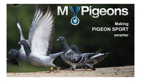Pigeon racing is a big sport, with some races paying out big money