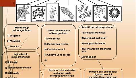 Peta Minda Nota Sains Tahun 6 Mikroorganisma / Peraturan bilik sains