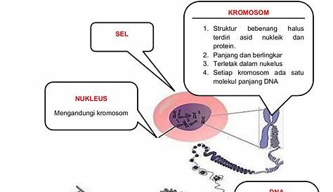 Nota Sains Tingkatan 4 Bab 2 | Nota Cikgu Shu