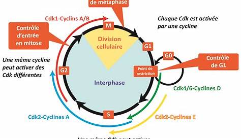 CYTOLOGIE Le cycle cellulaire et sa régulation - YouTube