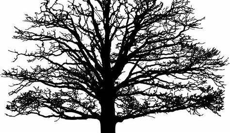 Oak Tree Silhouette - Cliparts.co