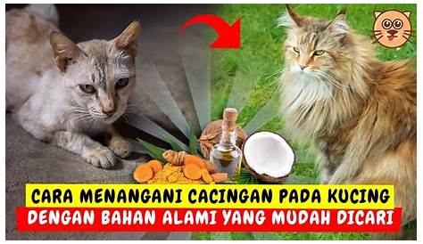 AMPUH! Inilah Obat Cacing Untuk Kucing - Radar Group