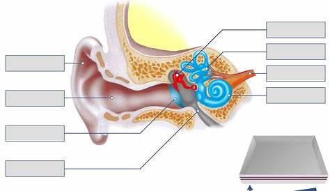 Hörwissen – Schmieder Hörsysteme
