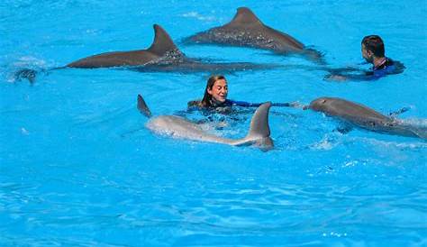 Onde Nadar com os Golfinhos na Disney? | Mundo Ecologia