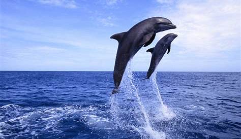 10 destinos para ver ou nadar com golfinhos