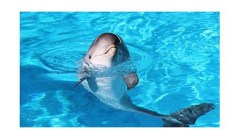 Cientistas viram golfinhos adotarem um órfão de outra espécie
