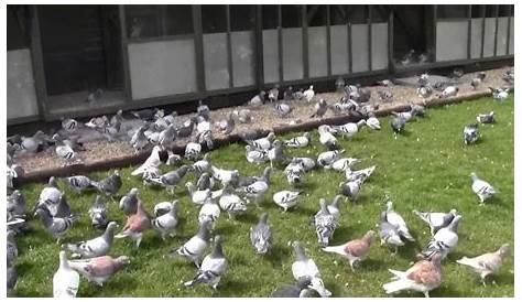 The Pigeon Loft – Healthy Pigeons Win Races! Part 1 | Winning Pigeon