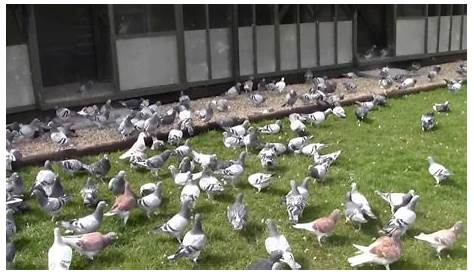Pigeon loft Melbourne Australia - YouTube