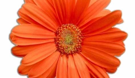 Download High Quality flowers transparent orange Transparent PNG Images
