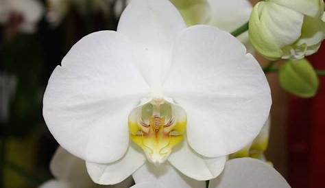 Orchidee Petite Fleur Blanche A s s s