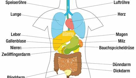 Grafico Che Mostra Gli Organi Del Corpo Umano Illustrazione Vettoriale