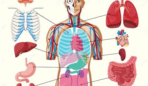 Chart Showing Organs of Human Body Stock Vector - Illustration of