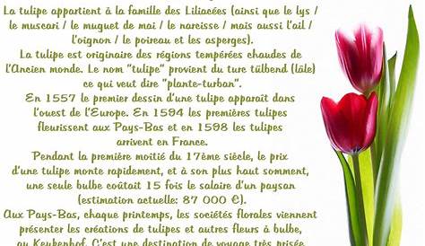 Les origines de la tulipe | La joie des fleurs