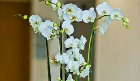 Orchids For Home Decor