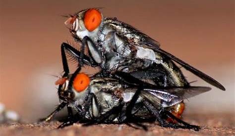 Quand on confie la reproduction de 24 mouches à des chercheurs