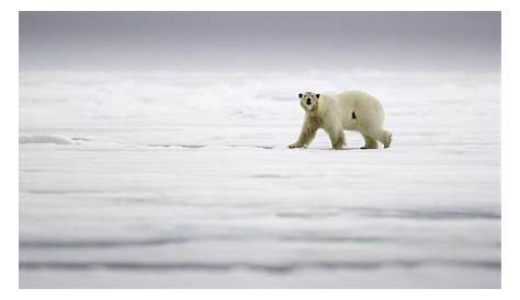 Ces magnifiques ours polaires : où et comment les observer