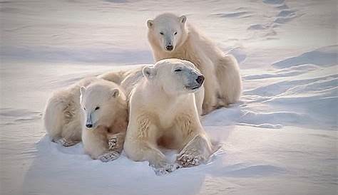 Un ours polaire arrive sur la terre ferme... sur un iceberg