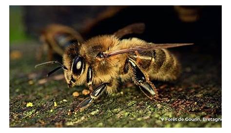 Vie des abeilles - YouTube