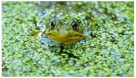 Tout savoir sur la grenouille verte : oeuf, bébé, reproduction, cri