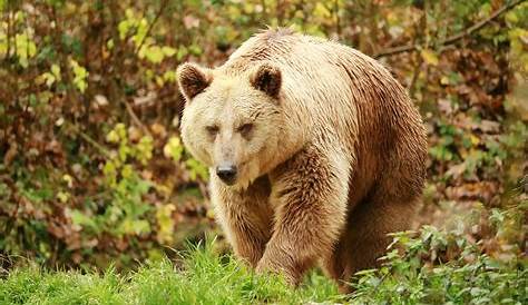 L’ours brun : fiche d’identité | FERUS