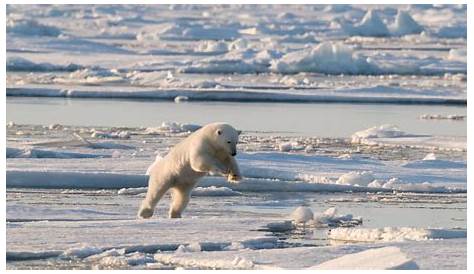 Les Ours polaire en voie de disparition - YouTube