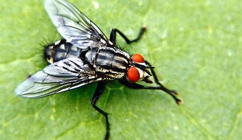 10 astuces naturelles contre les mouches | Astuce naturelle, Contre les