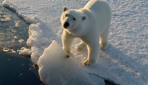 10 choses à savoir sur l'ours polaire - Faune Arctique - Grands Espaces