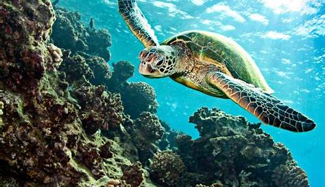 Tortue marine - Milieu de vie et particularité de la tortue marine