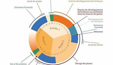 Les ours blancs consomment des œufs - Sciences et Avenir