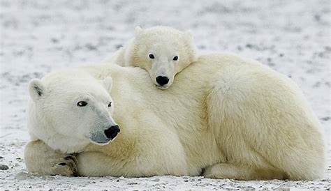 Les ours polaires ou ours blancs (Ursus maritimus) souffrent aujourd