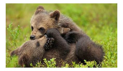 Histoire du retour de l'ours en Suisse | Pro Natura