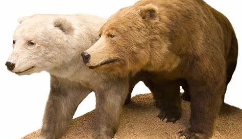 Grolar ou Pizzly, engendré par l'ours polaire et le grizzly : une