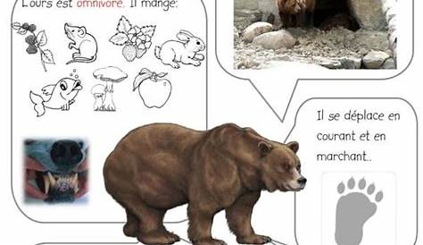 Cycle reproduction des ours | Nidation, Fécondation, Ours des pyrénées