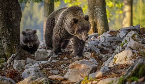 Bilan du suivi de l'ours dans les Pyrénées