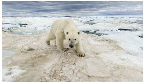 L'ours polaire en 44 photographies uniques