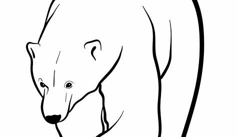Coloriage Ours polaire dessin gratuit à imprimer