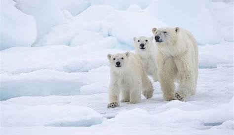 4 Arctic species that depend on ice