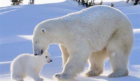 Épinglé par Bruno MARION sur babies | Bébé ours polaires, Ours polaire