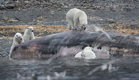 Un ours polaire adulte sur un lac près des rives de la baie d'Hudson