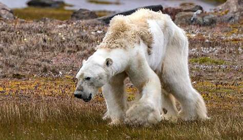 La photo d'un ours polaire squelettique suscite l'émotion sur la toile