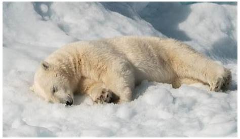 Un ours polaire meurt après avoir mangé un manteau et un sac qu’un