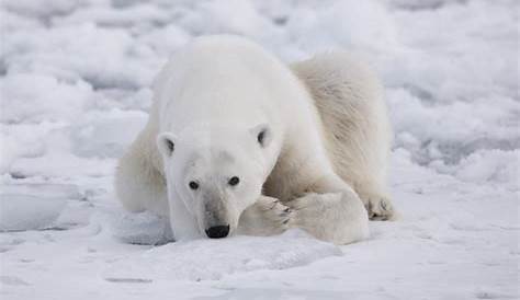 Image D’ours Polaire Sur Une Image De Plage - fatigué des ours polaires