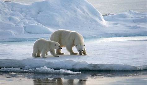 Ours polaire sur la banquise Photographie par Paul Souders sur