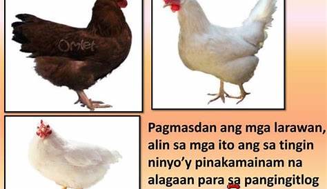 Lalake sa Cavite arestado matapos mabuking sa pagnanakaw ng mga
