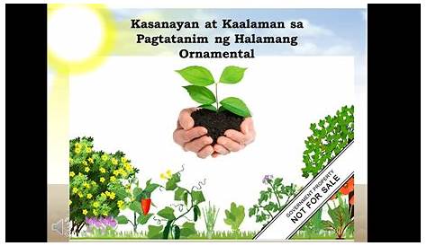 Pakinabang sa pagtatanim ng halamang ornamental plants