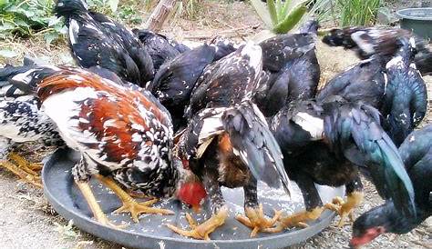 Potensi Kecambah Sebagai Bahan Pakan Alternatif Ayam Kampung - Agrozine